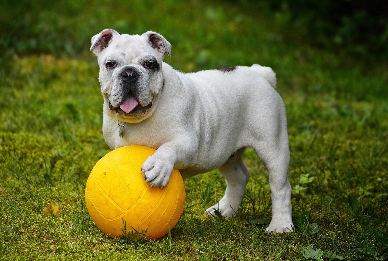 english bulldog, bulldog, ball, dog, pet, white dog, canine, domestic, nature, domestic dog, portrait, dog portrait, mammal, animal