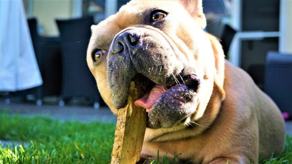 french bulldog, wood, chew, dog, animal, loyal friend, dental care, pet, eyes, tongue, snout, nose, fur, beige, garden, grass, green, outdoors, stick, nature, maul, member of the family, cute, satisfied, relaxed