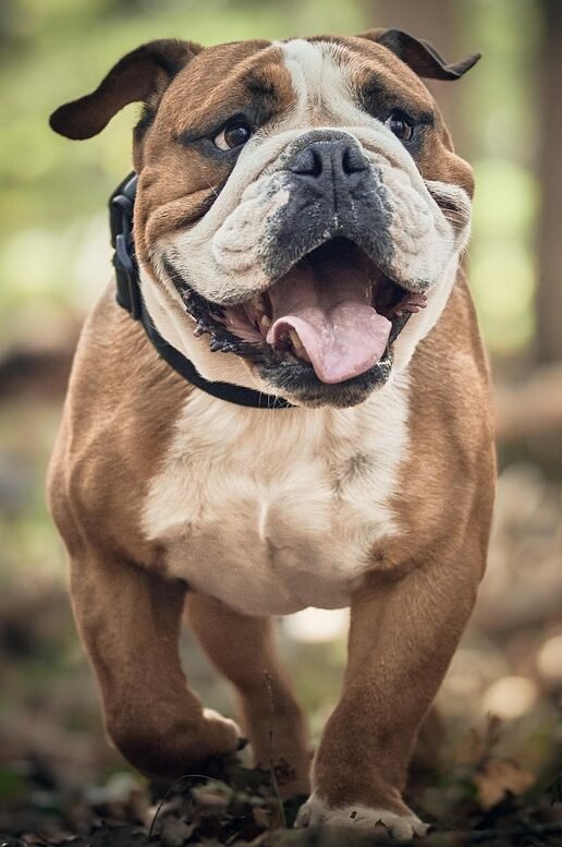 dog, bulldog, canine, pet, playful, animal, fauna, nature, dog, dog, dog, dog, dog