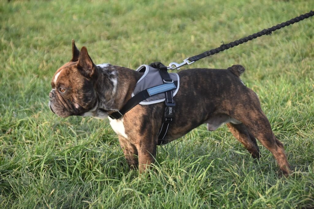 A French Bulldog on a leash during a walk.