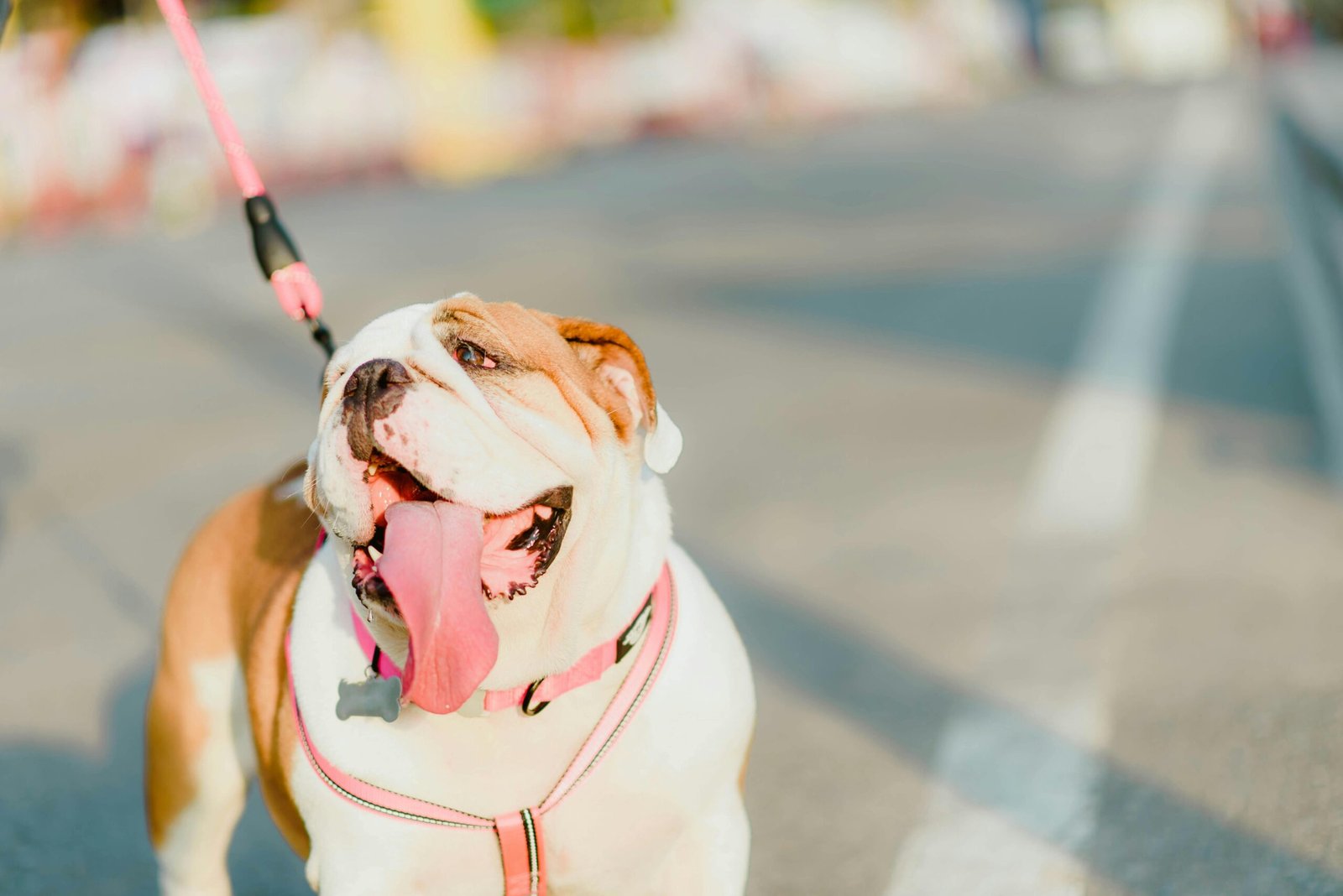 Cheerful English Bulldog with tongue out on a walk. Perfect stock photo for pet lovers.