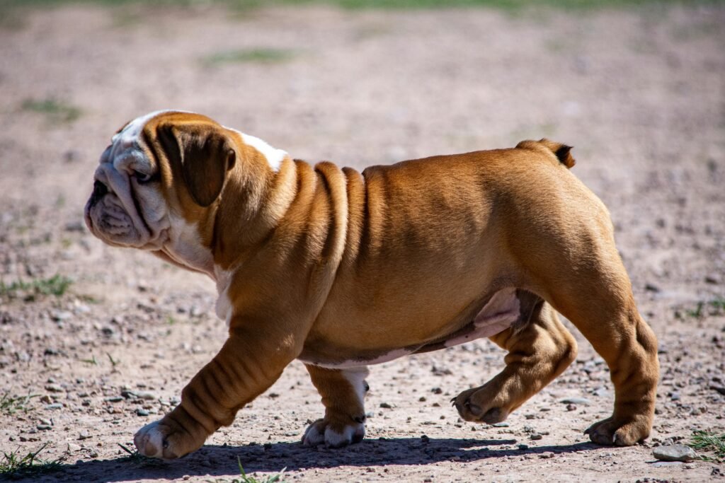 Adorable Bulldog puppy walking outdoors