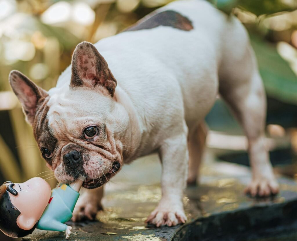 French bulldog playing with a durable chew toy outside.